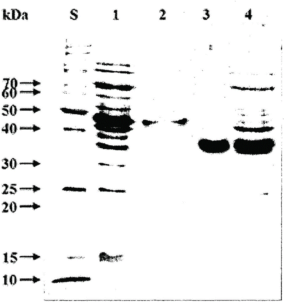 Novel xylanase produced from streptomyces sp. strain hy-14