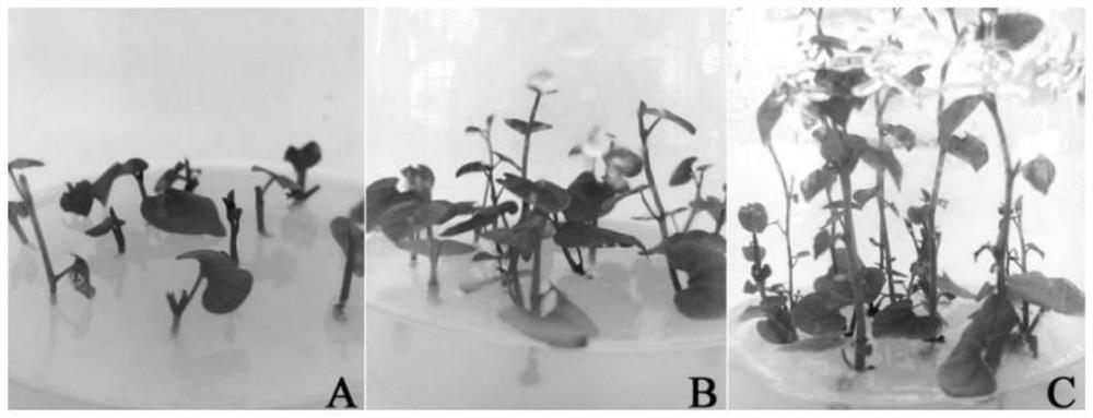 Artificial efficient propagation method of aristolochia tuberosa