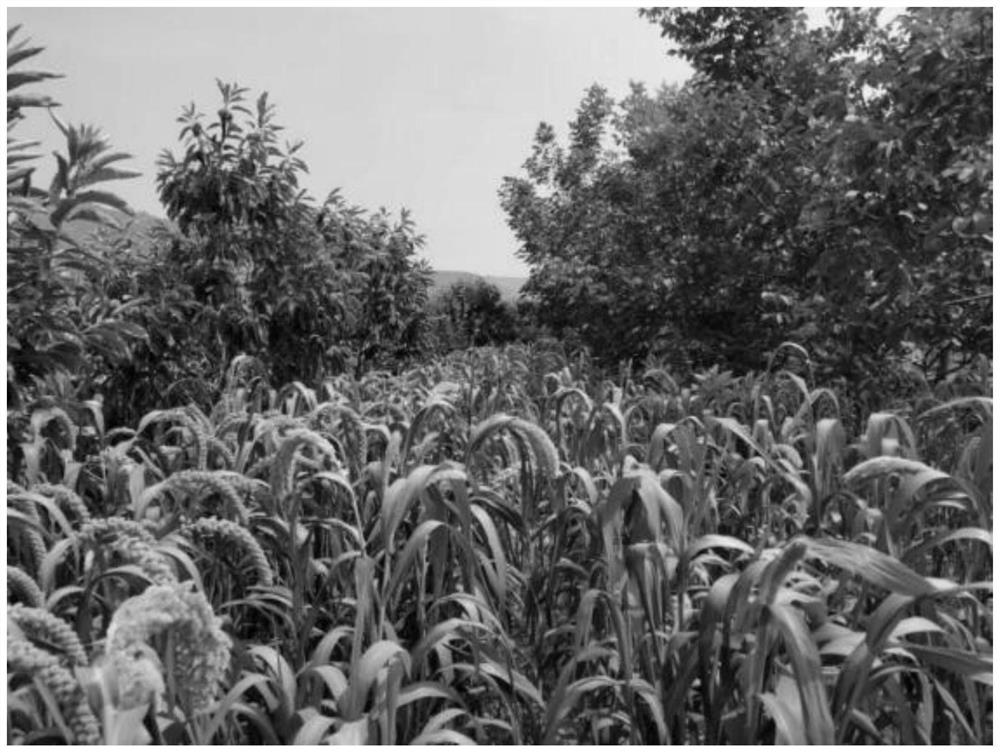 Three-dimensional interplanting method of chestnut and shade-tolerant millet with synergistic coincidence of key growth stages