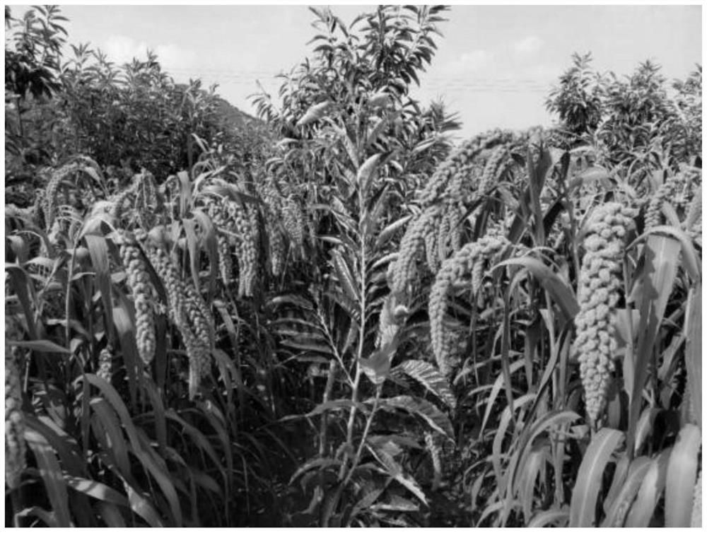 Three-dimensional interplanting method of chestnut and shade-tolerant millet with synergistic coincidence of key growth stages