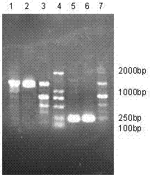 Yeast expression system for expressing HAS-Vmip-II fusion protein and construction method thereof