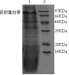 Yeast expression system for expressing HAS-Vmip-II fusion protein and construction method thereof