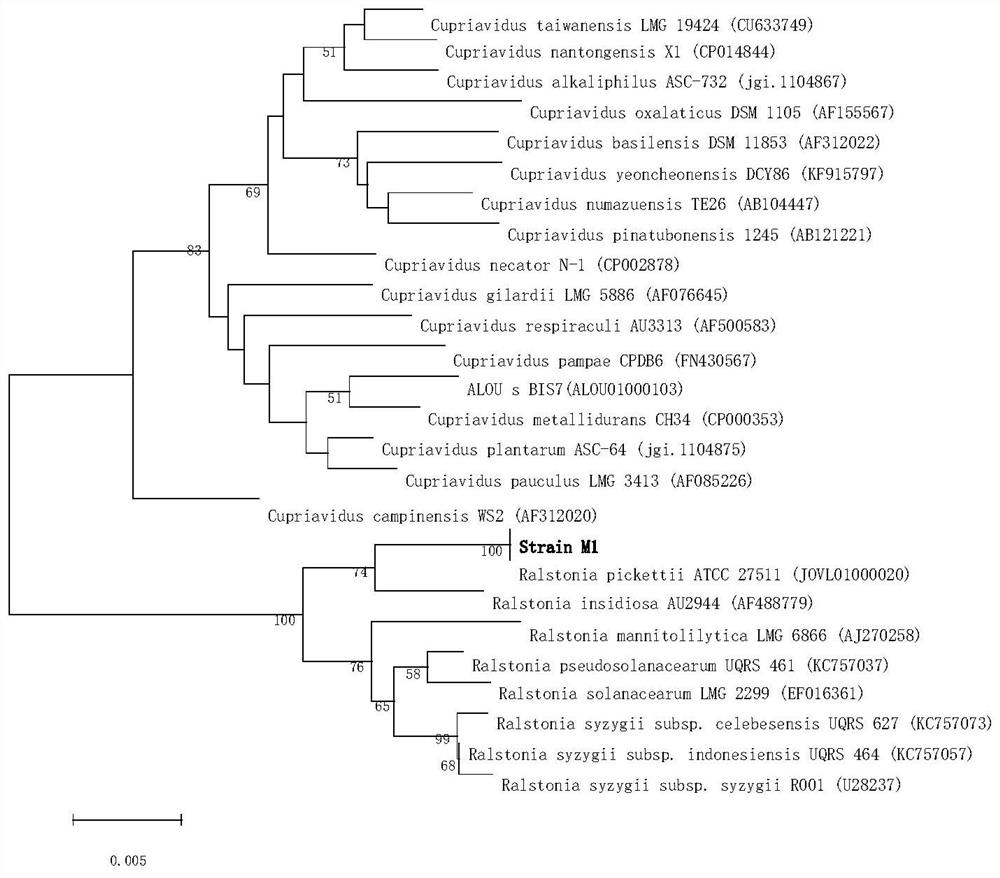 Ralstonia pickettii M1 strain and its application in degrading phenanthrene and biphenyl