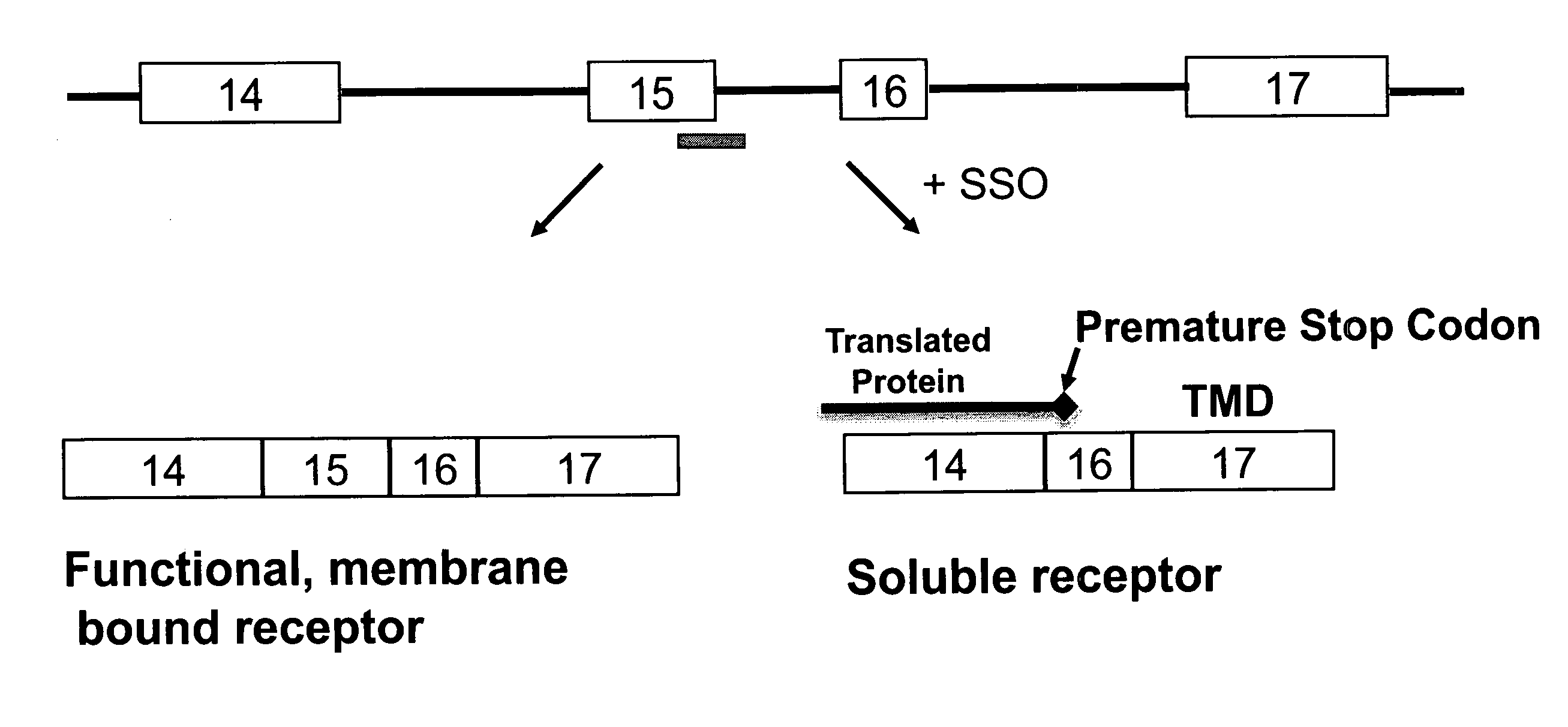 Soluble HER2 and HER3 splice variant proteins, splice-switching oligonucleotides, and their use in the treatment of disease