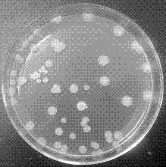 Preparation method for Bacillus amyloliquefaciens HRH 317 and antibacterial substances thereof