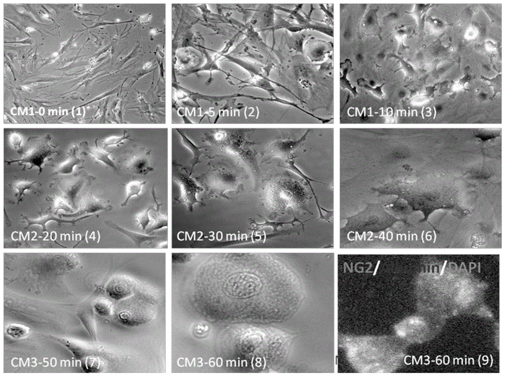 Application and method of stem cell population of hepatogenous expression NG2 (neuron-glial antigen 2) as seed cells in in-vitro 3D (three-dimensional) culture and reconstruction of artificial liver