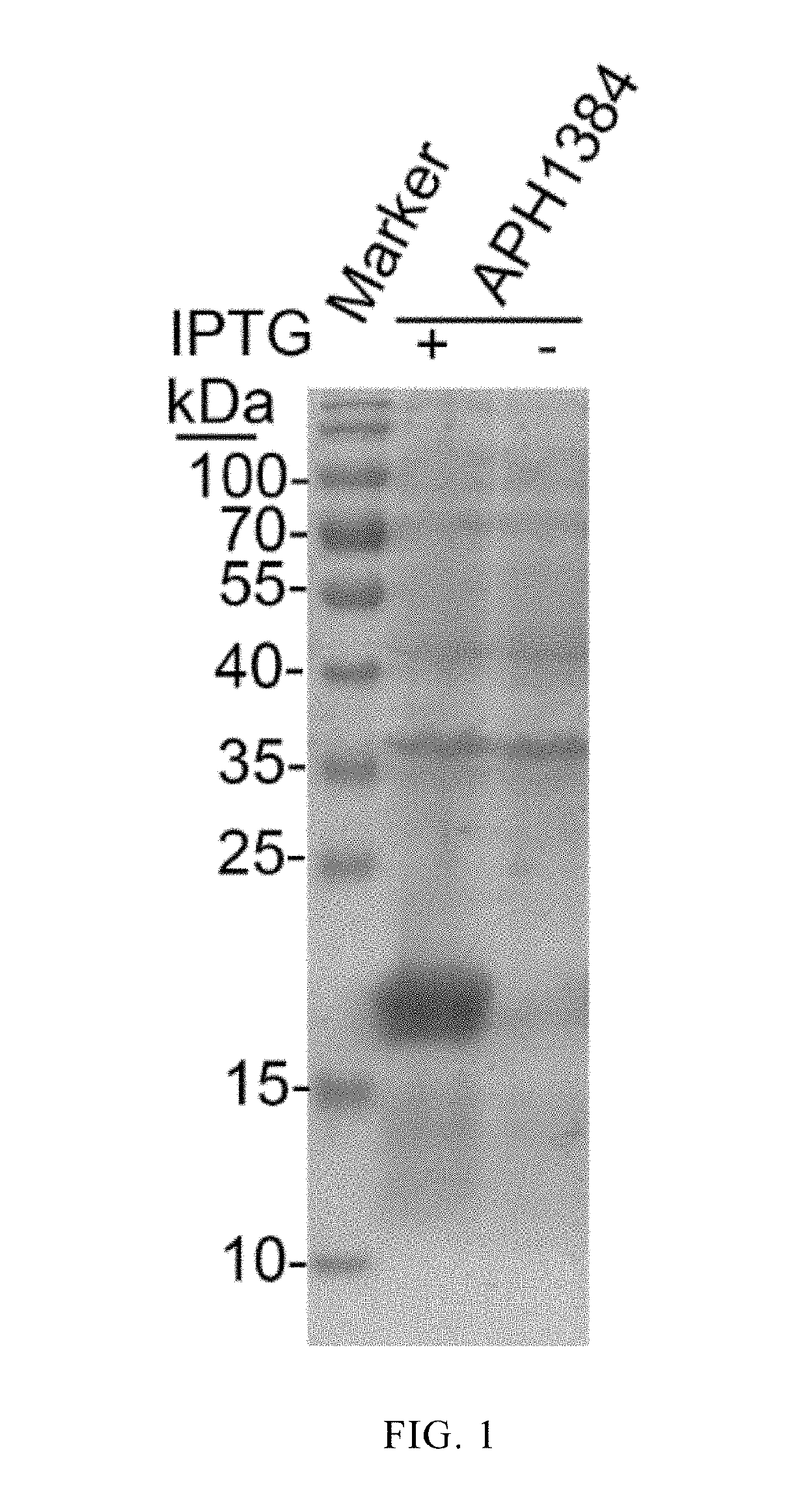 The application of anaplasma phagocytophilum protein aph1384