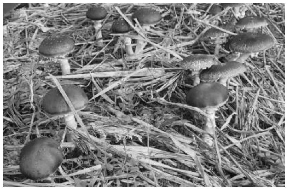 Organic cultivation method for stropharia rugoso-annulata employing wild miscanthus as main ingredient