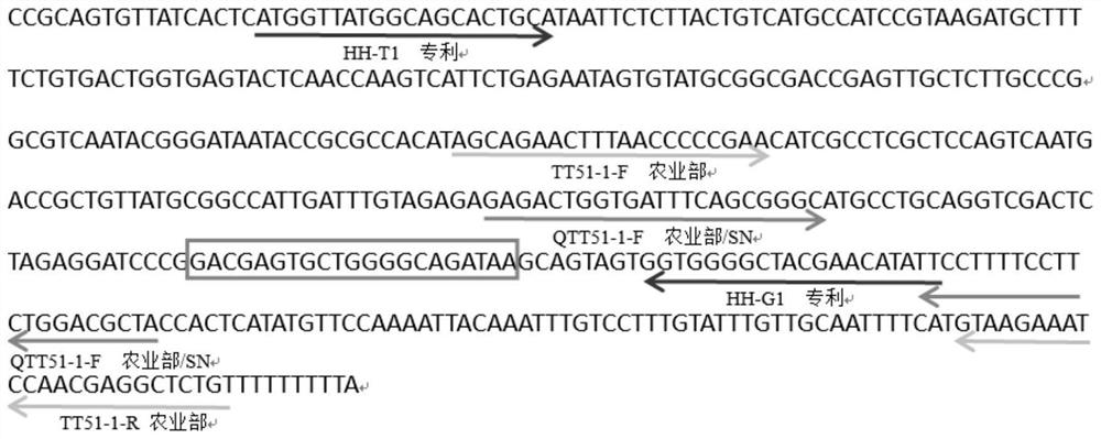 Positive plasmid for identification of transgenic rice transformants and its construction method and application