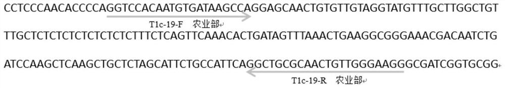 Positive plasmid for identification of transgenic rice transformants and its construction method and application