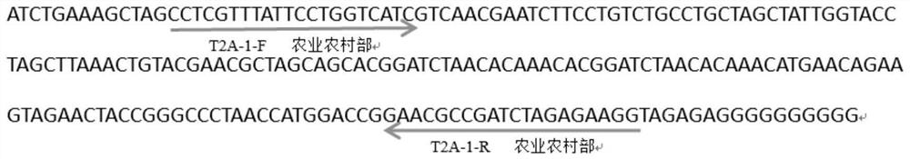 Positive plasmid for identification of transgenic rice transformants and its construction method and application