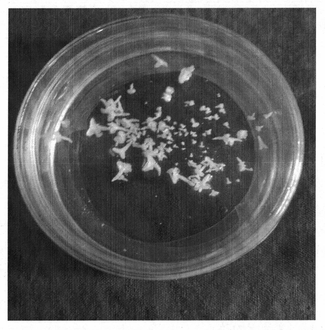 Method for culturing isolated microspore of common head cabbage to obtain regeneration plant