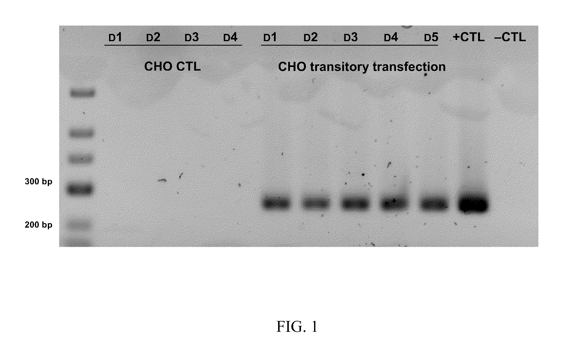 Recombinant proteins having haemostatic activity and capable of inducing platelet aggregation