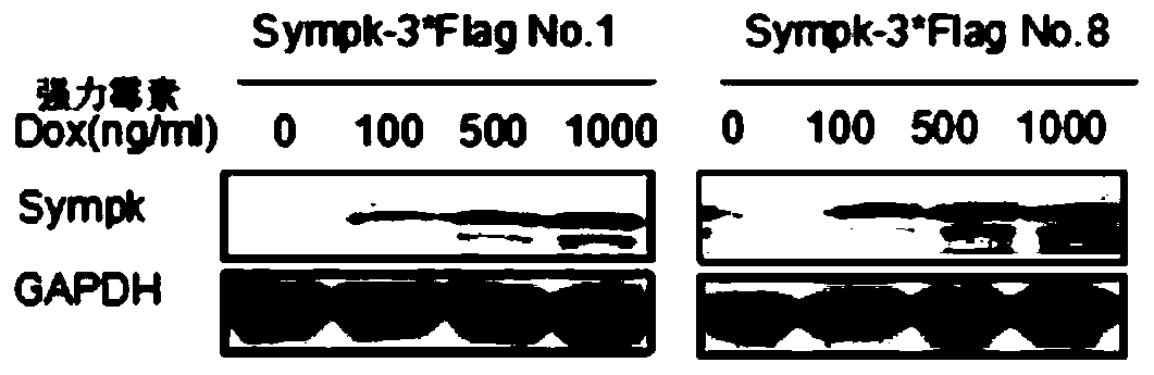 Method for promoting stem cell proliferation by inducing expression of Sympk scaffolding protein and application thereof