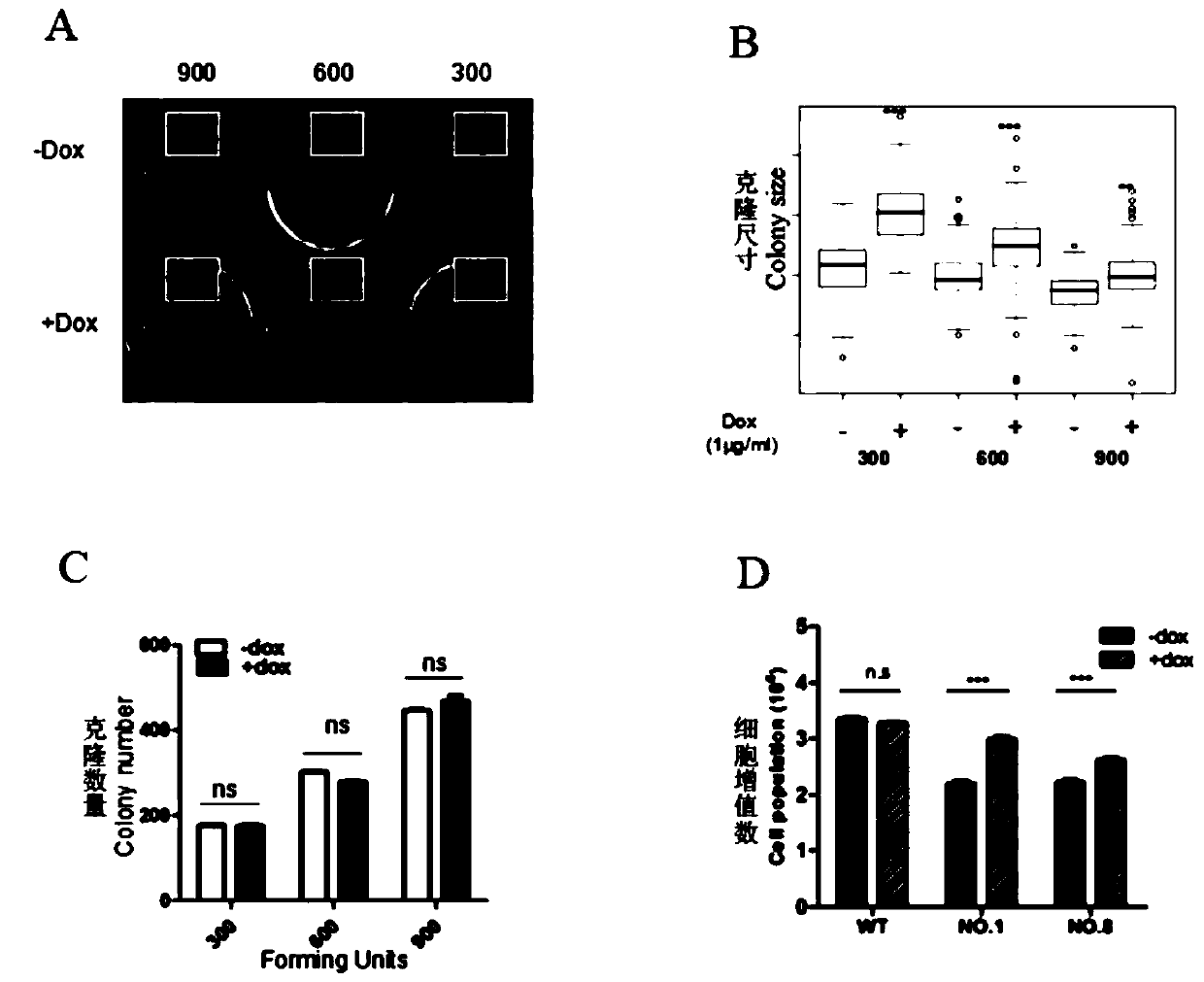 Method for promoting stem cell proliferation by inducing expression of Sympk scaffolding protein and application thereof