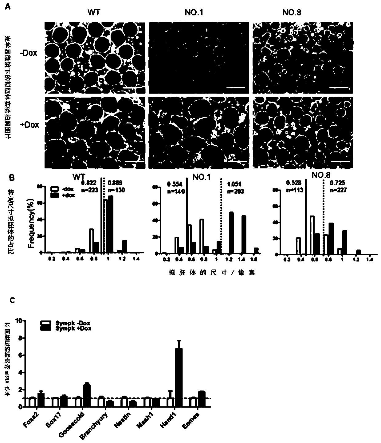 Method for promoting stem cell proliferation by inducing expression of Sympk scaffolding protein and application thereof