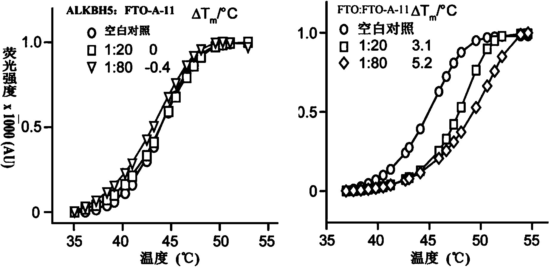 Use of 2-(substituted phenylamino) benzoic acid and ester compound thereof in preparation of FTO (Fat Mass and Obesity-Associated Protein) inhibitor