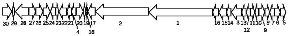 Preparation method of lvsong peptide rhzomorph C