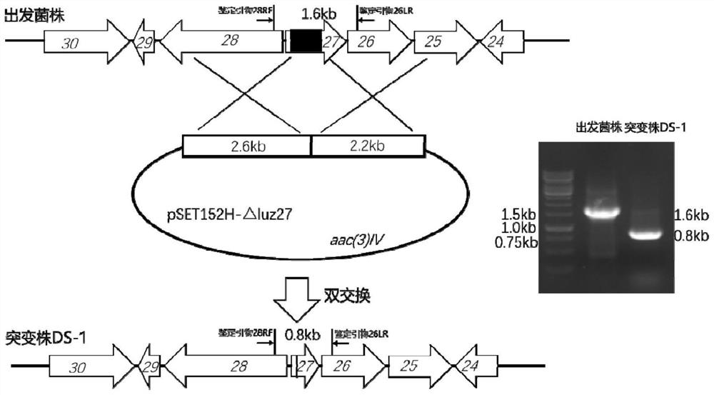 Preparation method of lvsong peptide rhzomorph C