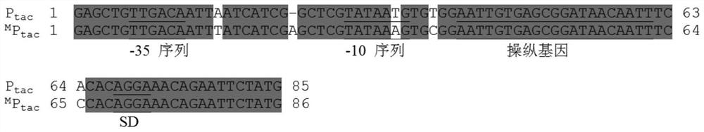 A method for directed evolution of gene promoters