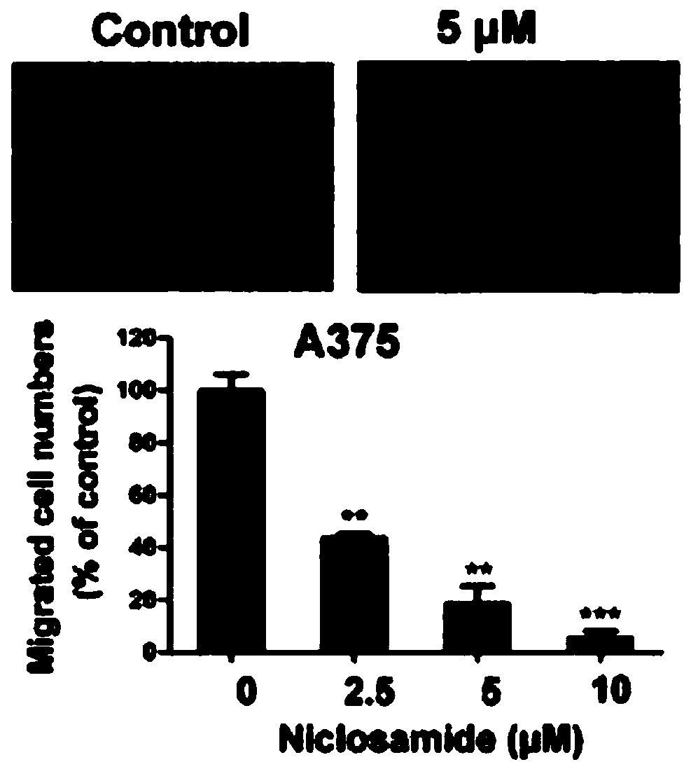 Applications of niclosamide for preventing pulmonary metastasis of malignant melanoma