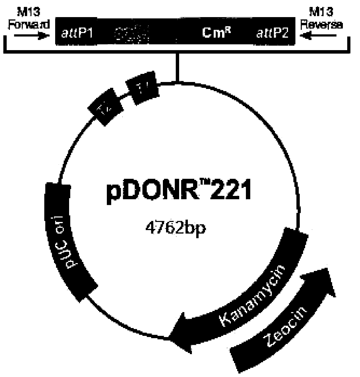 Application of GhTZF1 gene to reinforcement on drought resistance of plants and senility delay