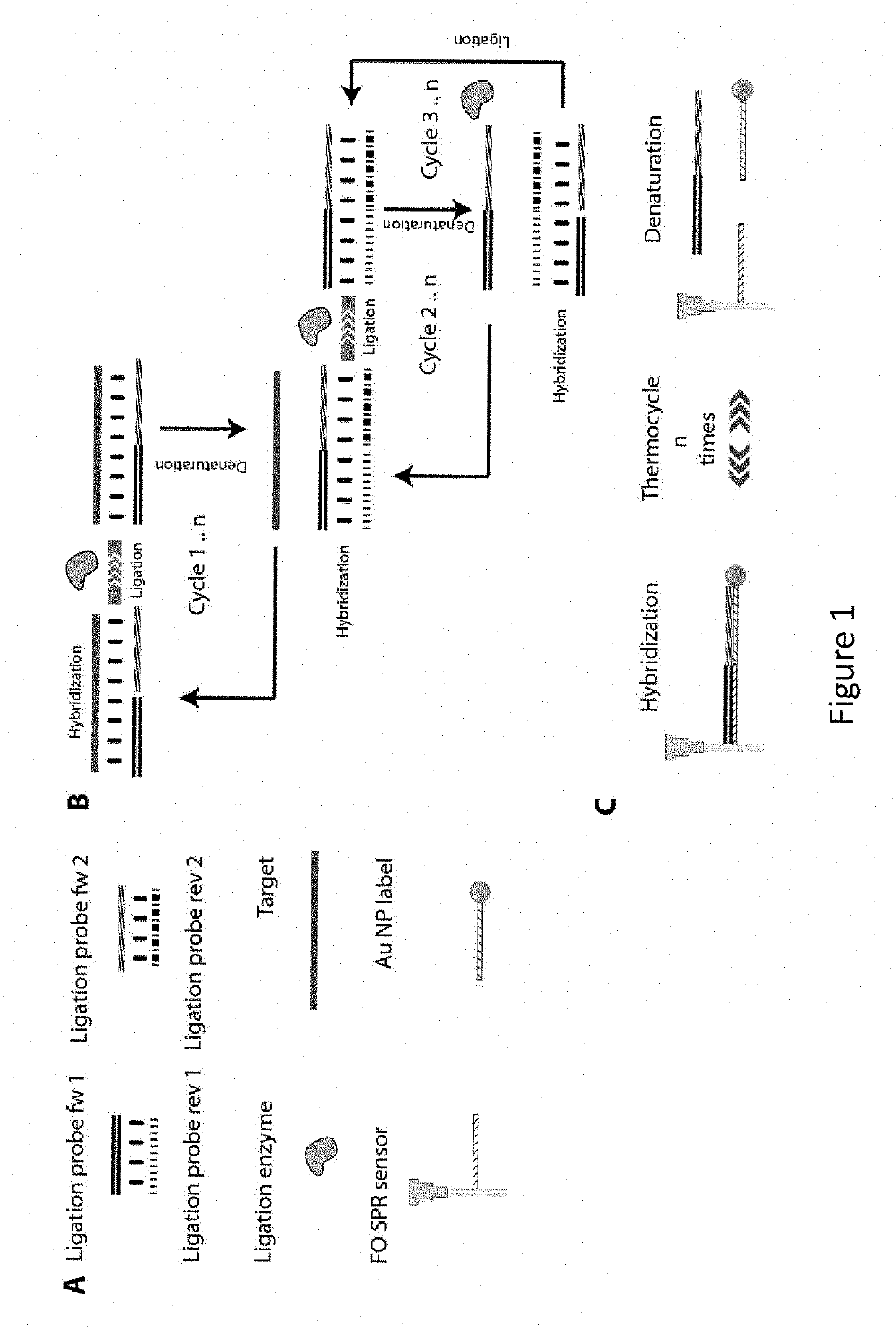 Monitoring DNA amplification