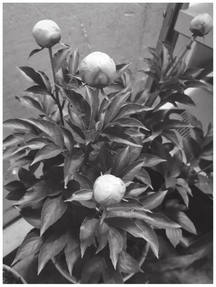 Method for delaying flowering of Chinese herbaceous peony and application
