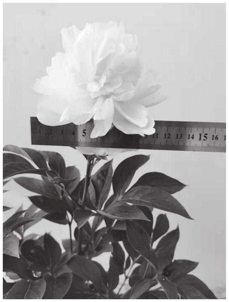 Method for delaying flowering of Chinese herbaceous peony and application