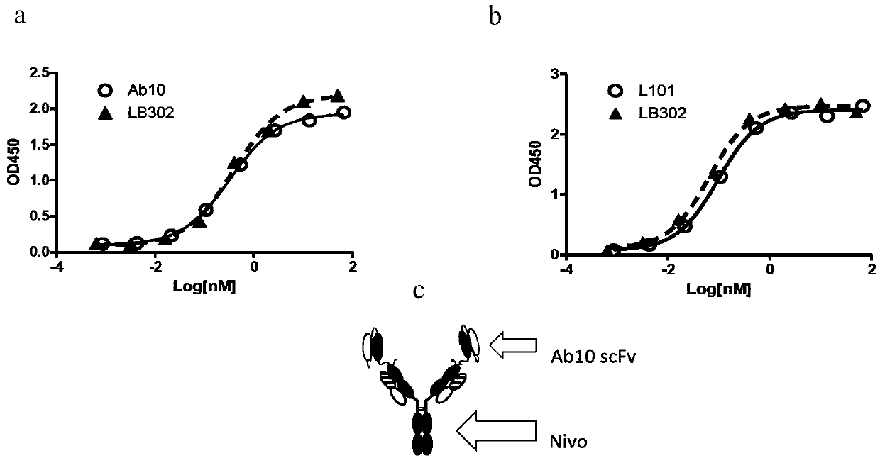 Bispecific antibody capable of targeting CLDN18.2, and preparation method and applications of bispecific antibody