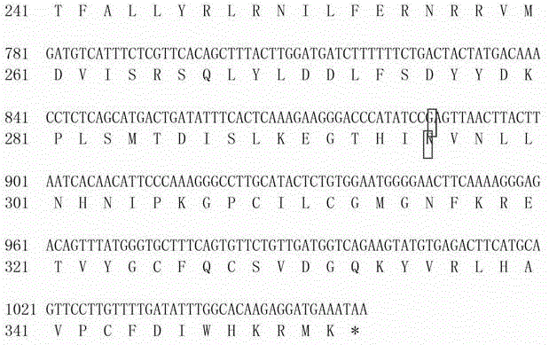 Kit for detecting PJVK gene c.887G&gt;A mutation