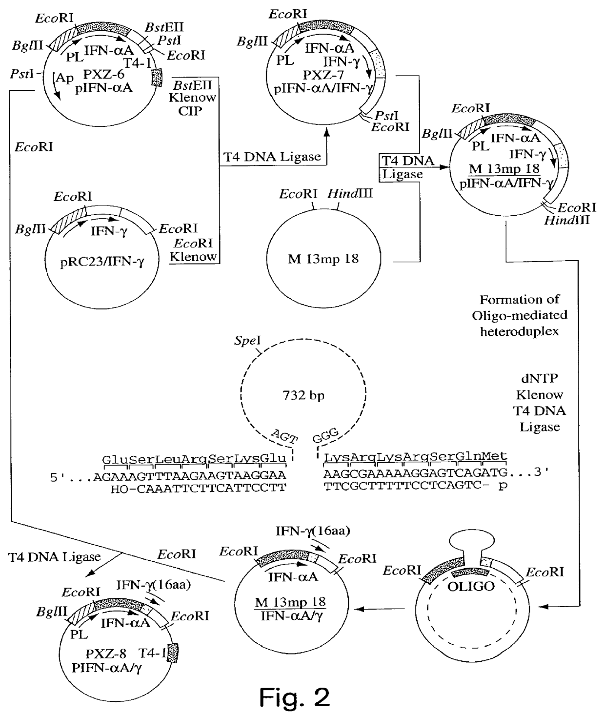 Phosphorylated fusion proteins