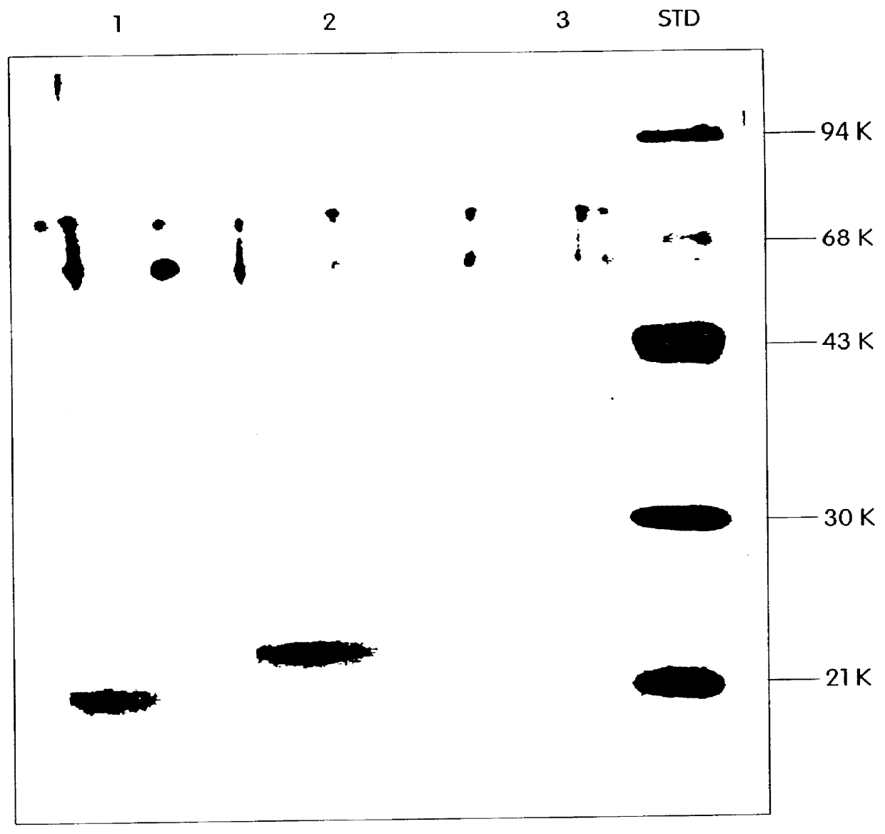 Phosphorylated fusion proteins