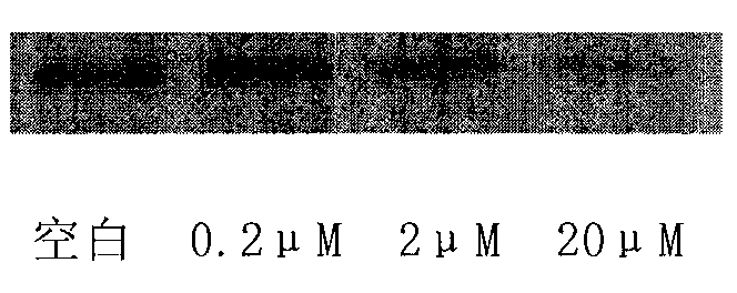 Novel peptide-link base-conjugate and solid phase synthesis method thereof