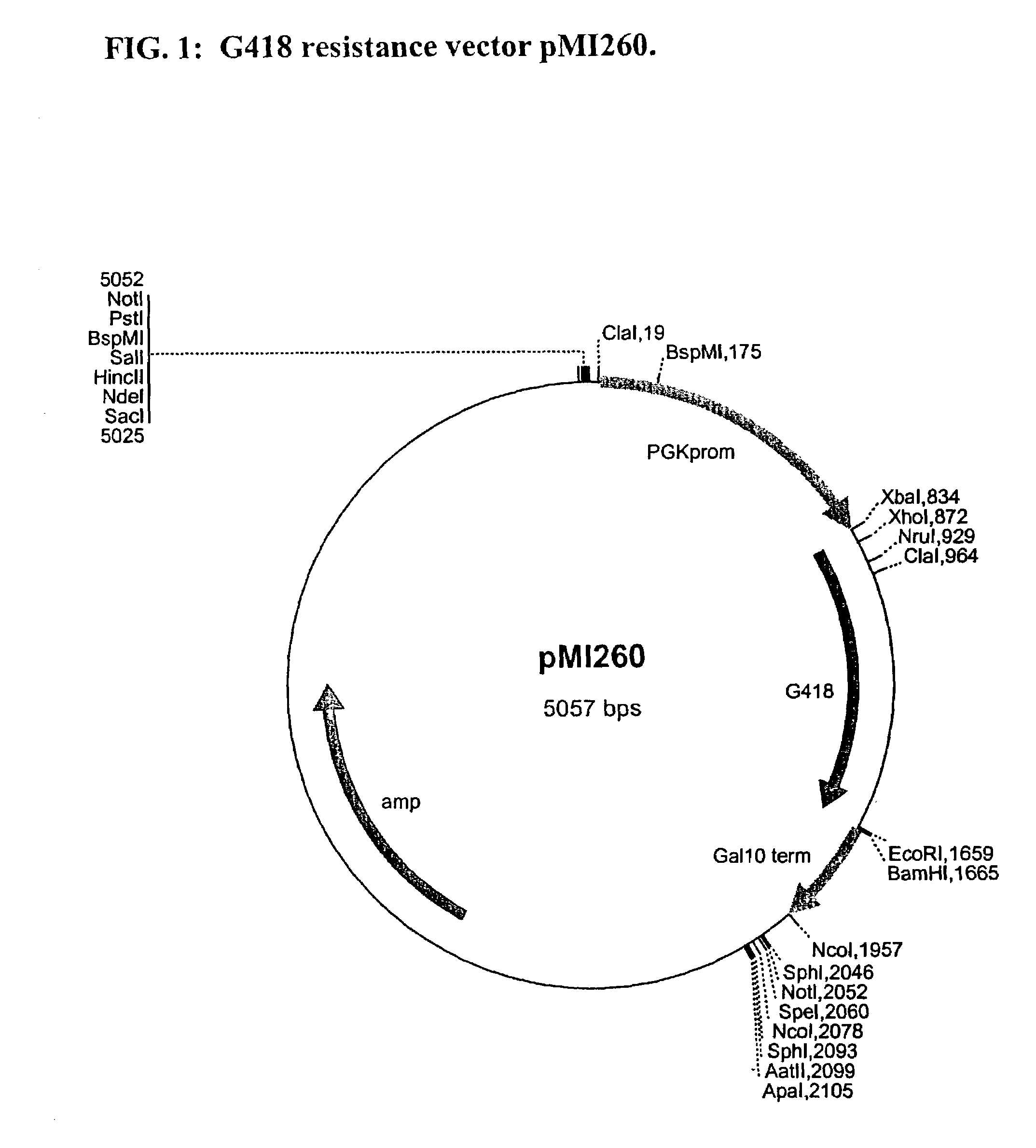 Methods and materials for the production of organic products in cells of <i>Candida </i>species