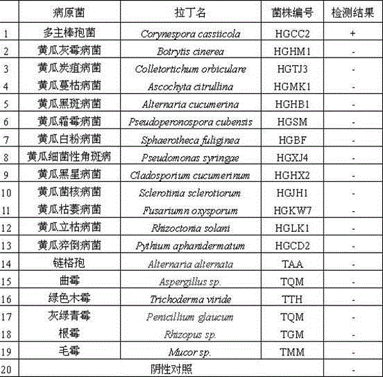 LAMP primer group and detection method for rapidly detecting corynespora cassiicola