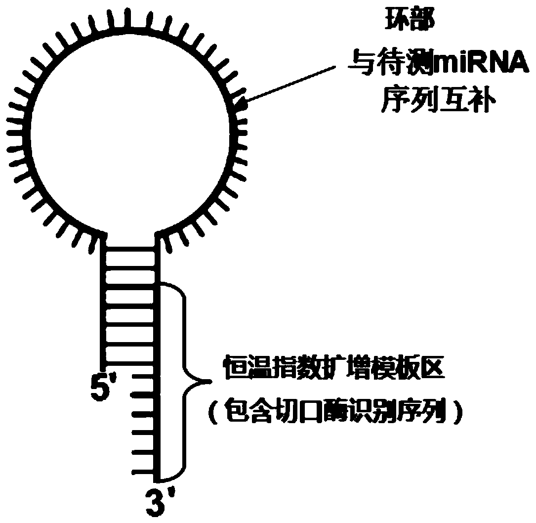 A constant temperature exponential amplification technique based on triple amplification reaction cascade and its application in microRNA detection