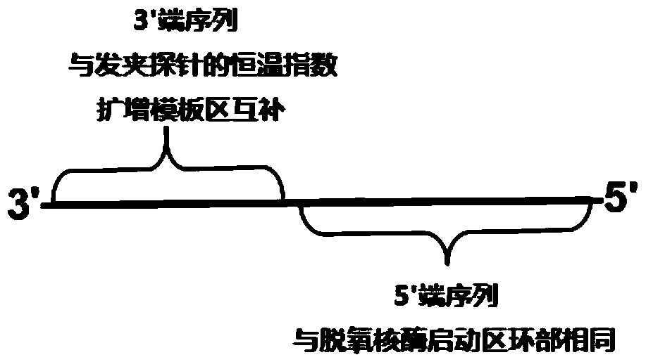 A constant temperature exponential amplification technique based on triple amplification reaction cascade and its application in microRNA detection