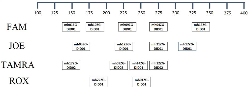 A kind of human dip-indel loci fluorescent labeling kit and detection method