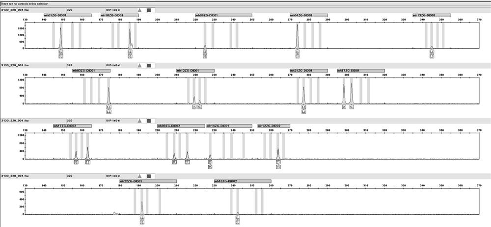 A kind of human dip-indel loci fluorescent labeling kit and detection method