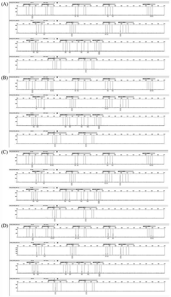 A kind of human dip-indel loci fluorescent labeling kit and detection method