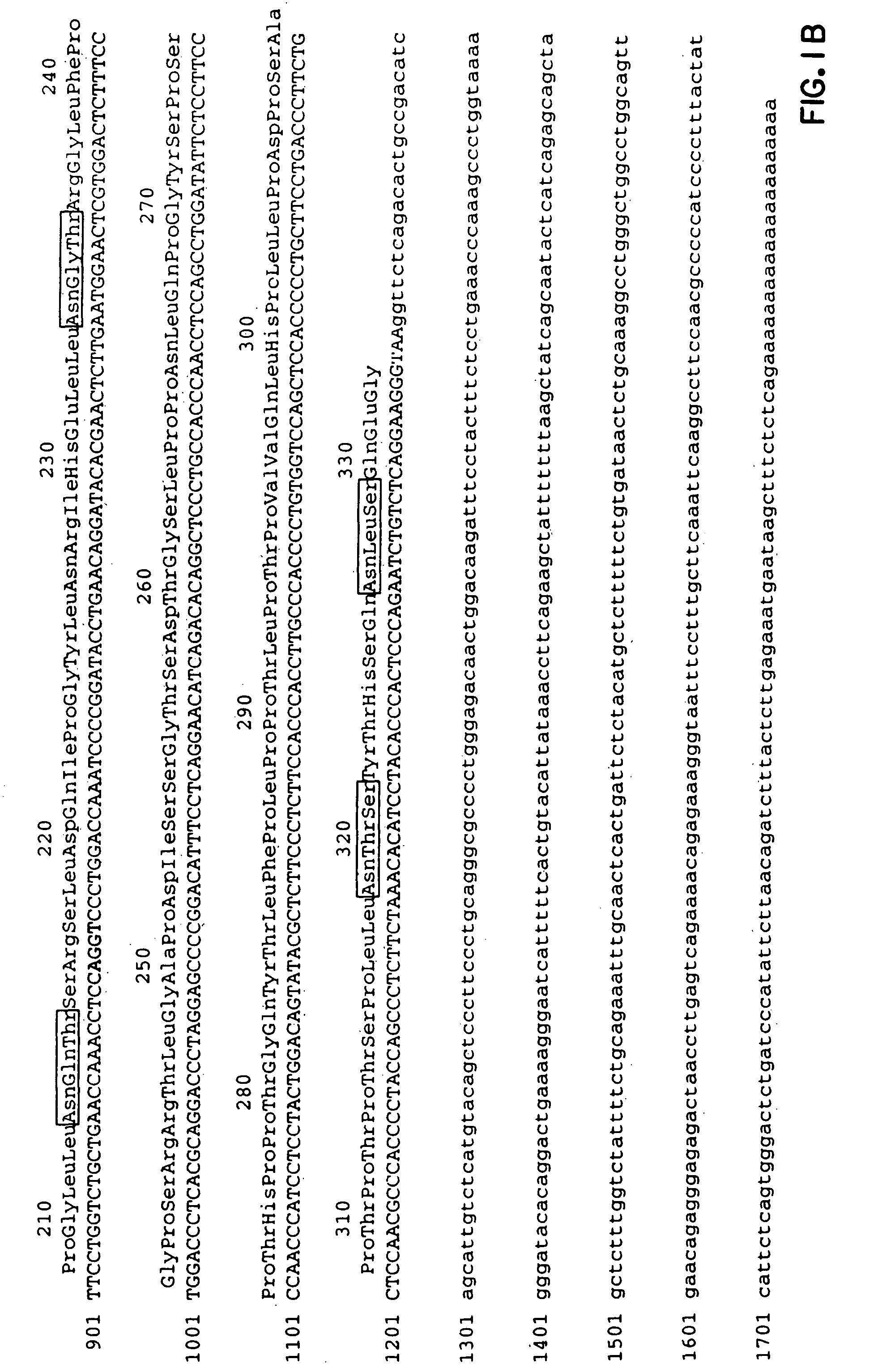 Mpl ligand (thrombopoietin), nucleic acids encoding such, and methods of treatment using mpl ligand