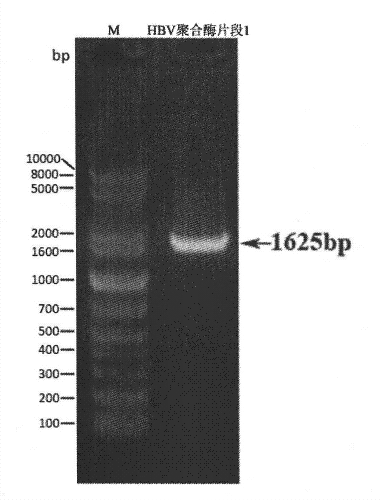 A kind of siRNA molecule that interferes with hbv gene and its application