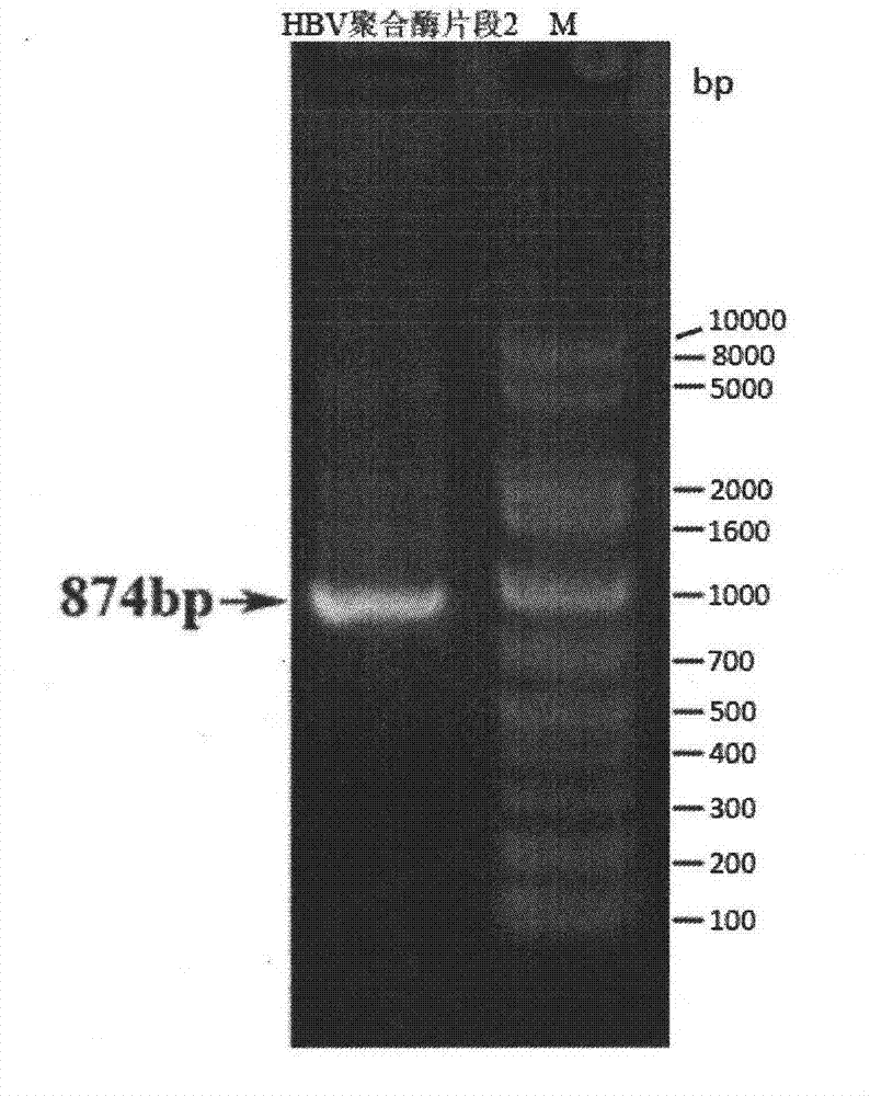 A kind of siRNA molecule that interferes with hbv gene and its application