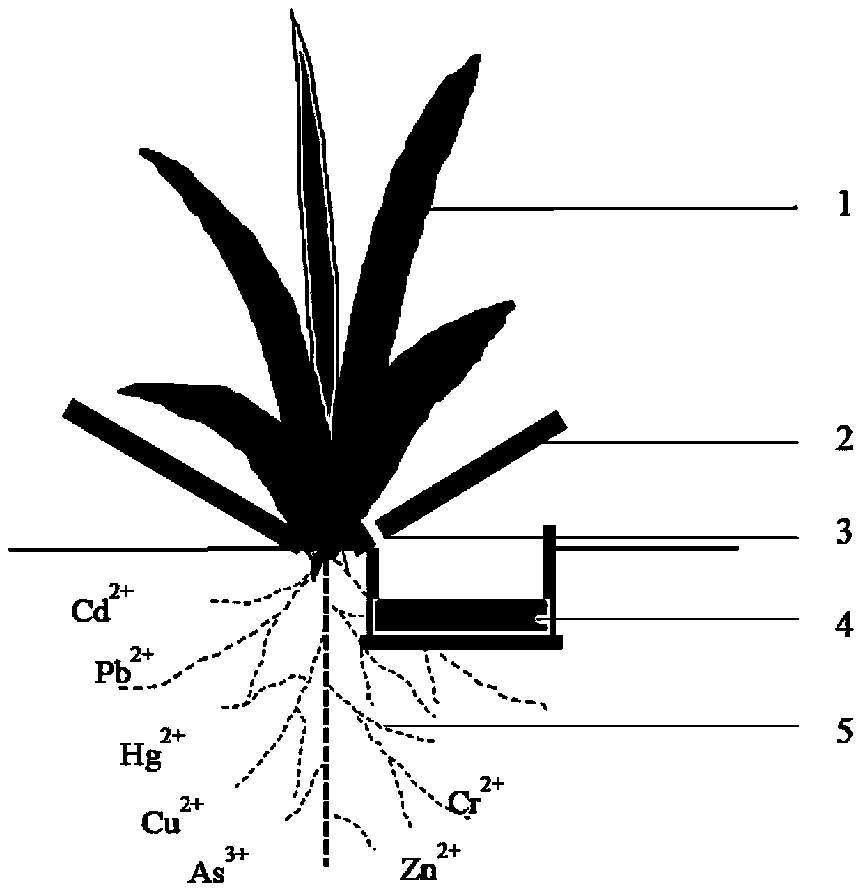 Remediation method and device for heavy metal polluted soil based on leaf exocrine mechanism