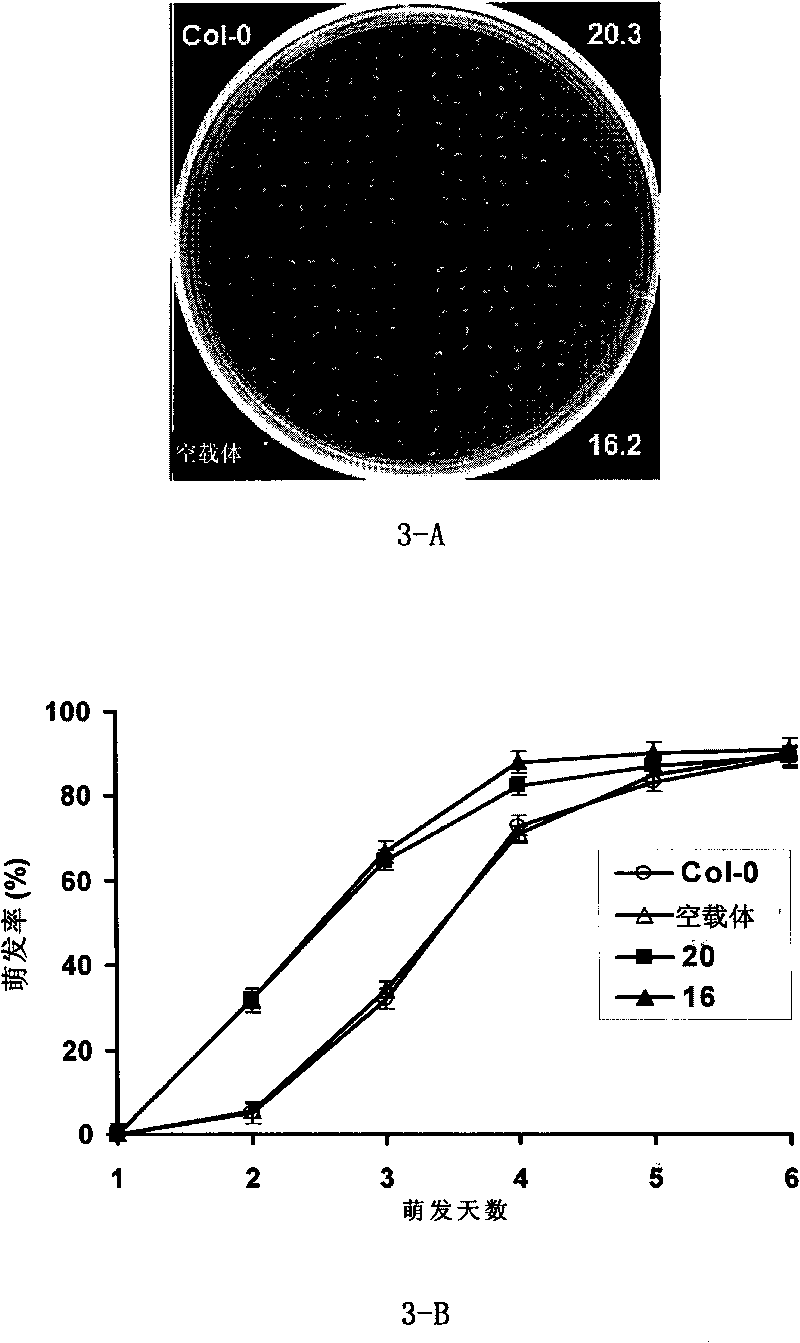 Protein related to salt tolerance, coding gene thereof and application thereof