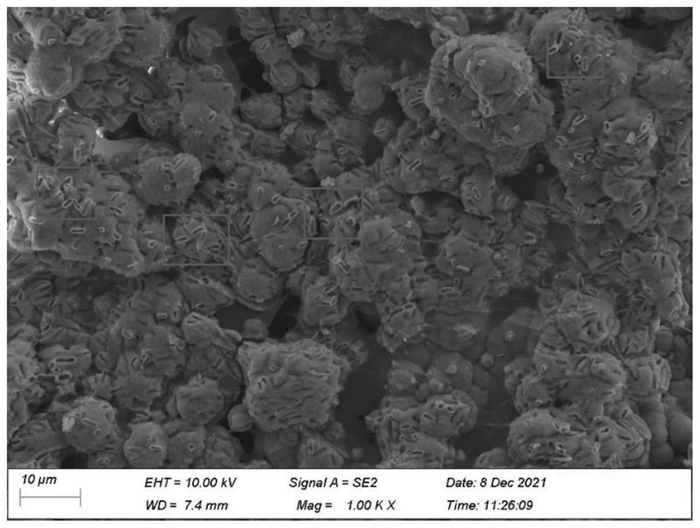 Preparation method and application of biological calcium carbonate uniformly reinforced recycled aggregate