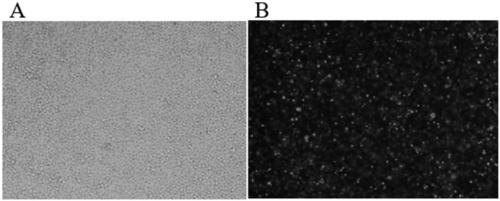 Carrier protein, recombinant expression vector, exosome and preparation method and application of exosome