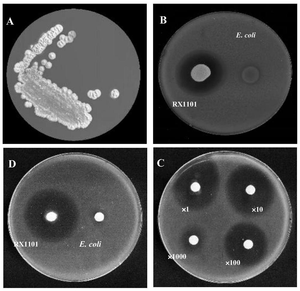 A Strain of Streptomyces that Produces Penicidin a1 and Inhibits the Growth of Phytopathogenic Xanthomonas