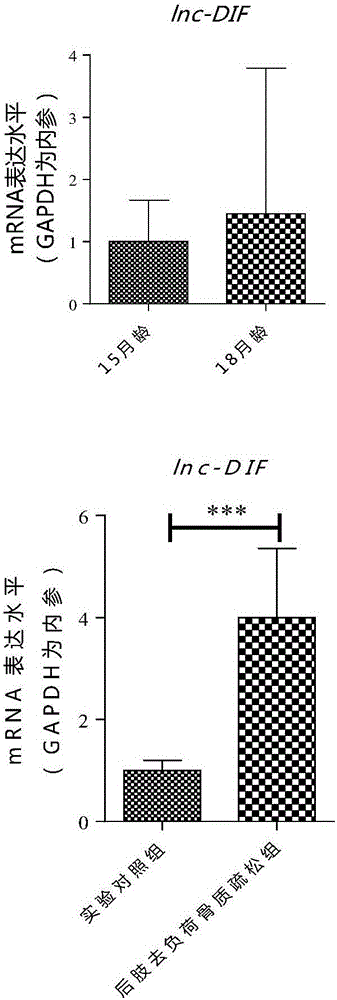 Application of lnc (long non-coding) RNA lnc-DIF